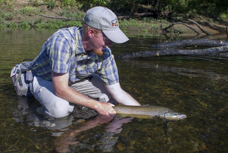 David Knapp releasing a large Caney Fork River trophy brown trout